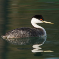 Western Grebe